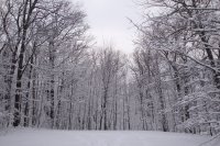 snow