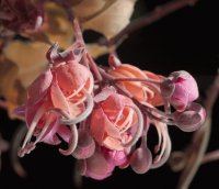 Cassia Grandis Carao Flower