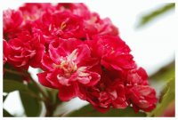 Hawthorn