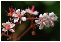 Flower stalk