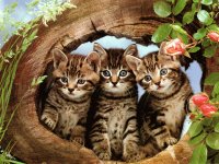 The three Musketiers