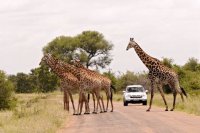Giraffes in South Africa