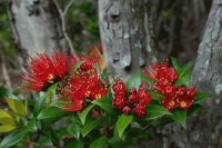 Antartica Flowers