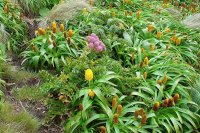 Antartica Flowers