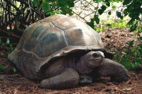 Aldabra Giant Turtle Seychellen