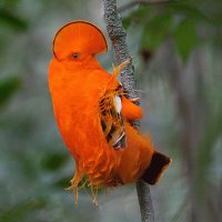 Orange Rockrooster Suriname
