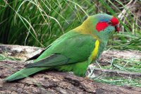 Muskus Lori Australia