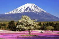 Mount Fuji area in Springtime Japan