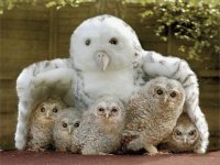 Young Owls