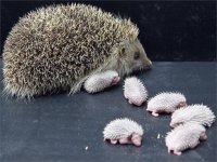 Young Hedgehogs