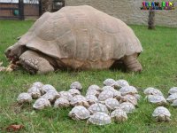 Young Turtles