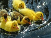 Young Ducks