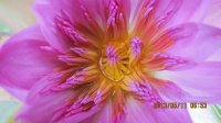 蓮花