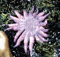 Starfish Sunflower Sea Star