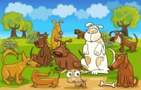 Dogs meeting