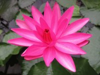 蓮花
