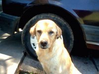 mi perrito cafu