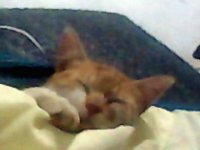 mi gatito bruno