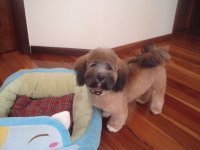 Toby