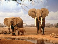 Elephants in Africa