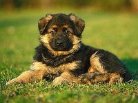 MASCOTA