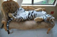 Tigre folgado