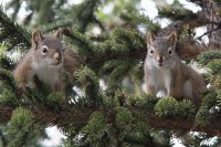 Squirrels Klondike Yukon Canada