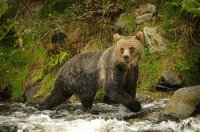 Bear in Jasper National Park Canada