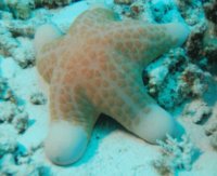 Pacific and Indian Ocean Starfish Choriasten