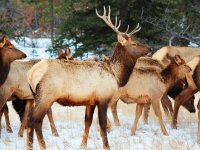 Deer in Jasper Nat. Park Canada