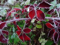 Winter Brambles