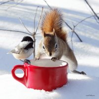 Let 's share the food