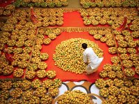 Mango Festival India