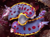 Hyselodores Bennetti ( Nudibranchs ) deep Sea
