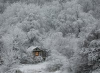 Winter in the Forest