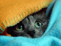 kitty