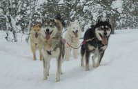 Husky Safari Artic Canada