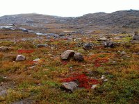 Nuvavut toendra Artic Canada