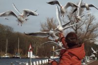 Gulls 2