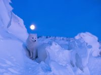 Artic Fox seen in Manitoba Province Canada
