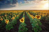 Sunflowers