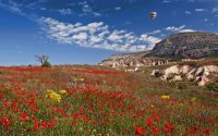 Flowerfull scenery