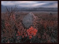 Spiderweb