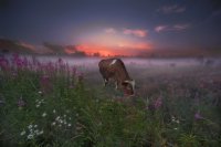 Cow in Red Dawn