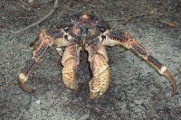 Enormous Hermit Crab