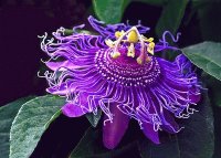 The Passion Flower