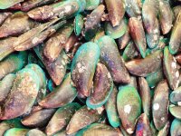 Pearl Mussel Shells