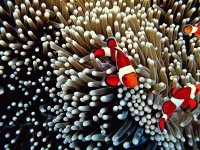 Clown Fish between the Anemone