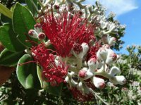 Puhutukawa Flower South Island New Sealand