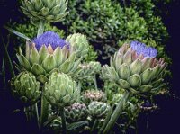 Artichokes with Flowers California